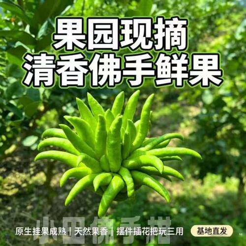 新鲜佛手柑鲜果清香佛手果摆放闻香观赏泡水煲汤食用果子