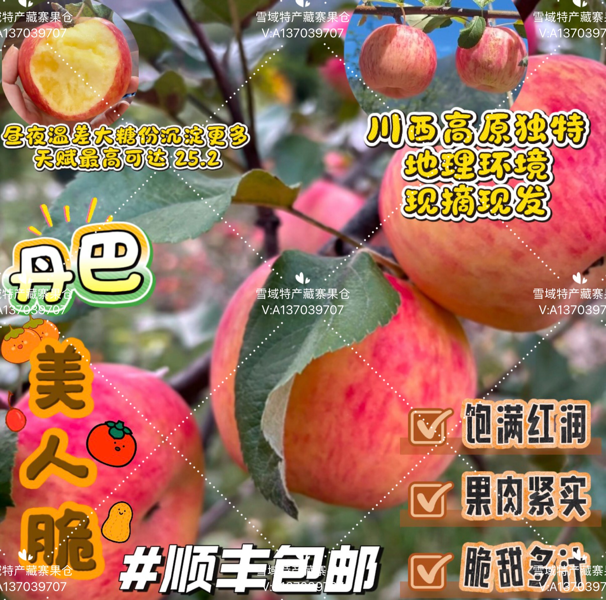 丹巴美人脆苹果高原鲜果自然成熟苹果