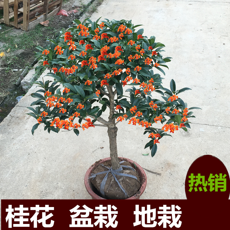 桂花树苗盆栽庭院阳台植物花卉金桂沉香桂室内外带花发货