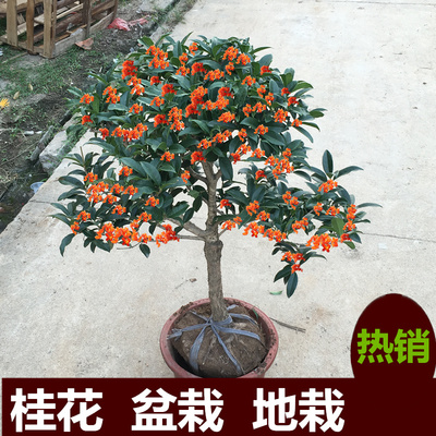 盆栽庭院阳台植物桂花树苗发货