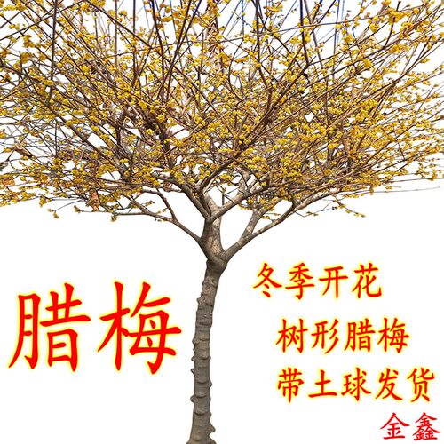 原生腊梅树苗庭院绿化腊梅花冬季