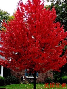 红枫树苗日本红枫苗美国红枫黄枫树苗红枫小苗嫁接中国红枫树种