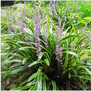 地被植物极耐寒耐旱 金边麦冬草苗 麦冬草 金边麦冬 四季常绿