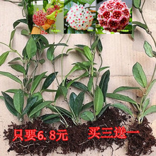 球兰植物花苗四季室内爬藤吊兰盆栽浓香花卉银斑球兰大苗好养活