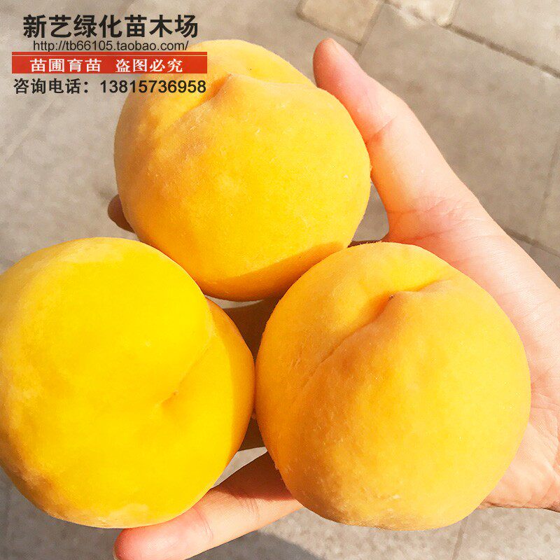 黄桃黄金桃黄金蜜一号风味甜甘醇脆甜桃树苗果树苗桃树嫁接苗