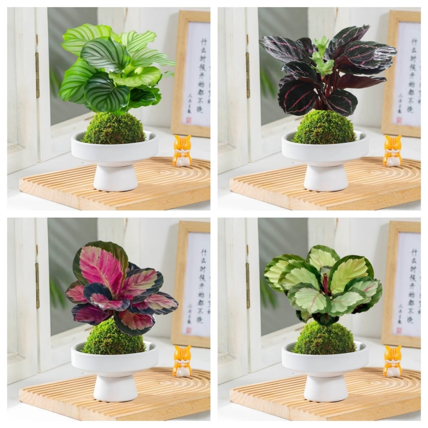 苔藓球植物盆栽室内桌面绿植花卉彩虹竹芋好养活四季常青懒人好养,鲜花速递/花卉仿真/绿植园艺,绿植,淘宝优惠券,粉丝福利购,淘宝优惠卷