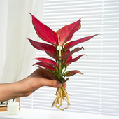 水培植物吉利红如意办公室内桌面网红苔藓球绿植净化空气四季 好养