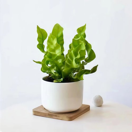 蕨类植物室内好养活美观净化空气