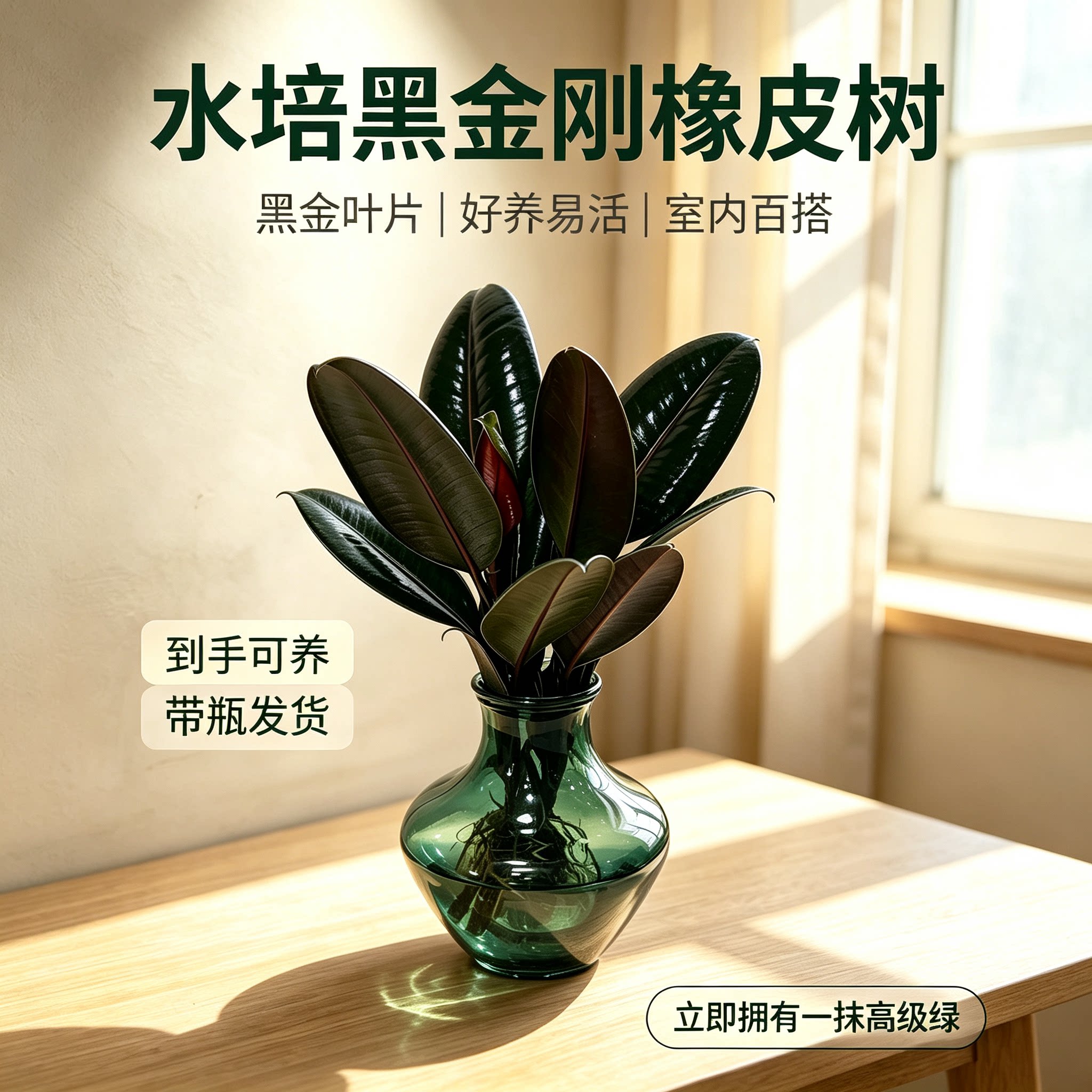 黑金刚橡皮树水培植物小盆栽好养图片