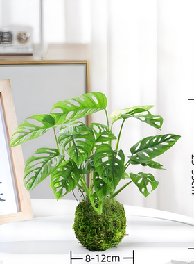 水培植物仙洞龟背竹绿植盆栽室内好养办公室净化空气爬藤植物耐阴