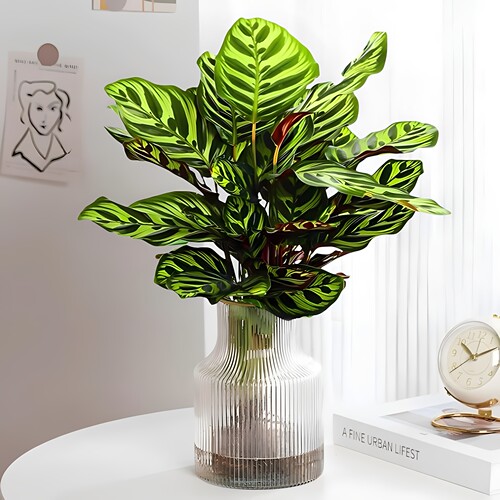 孔雀竹芋室内办公室净化空气水培