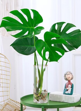 龟背竹水培植物大叶耐阴绿植盆栽天堂鸟室内客厅净化空气四季常青