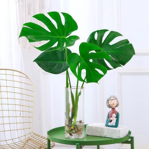 龟背竹室内办公室净化空气好养活