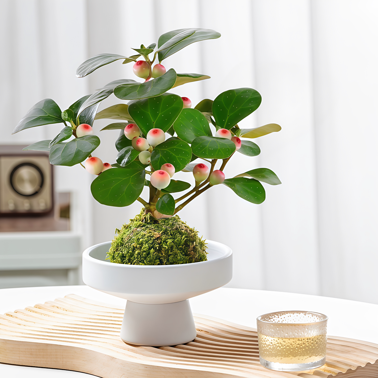 小盼菩提盆栽室内绿植带果发货图片