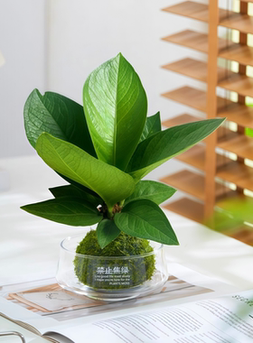 聚宝盆绿植盆栽苔藓球植物好养托盘室内办公桌面四季常青净化空气