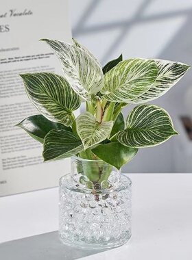 铂金钻水培植物室内客厅好养大叶金钻绿公主水养净化空气懒人盆栽