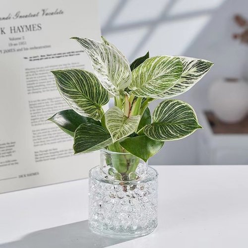 铂金钻室内办公室净化空气好养