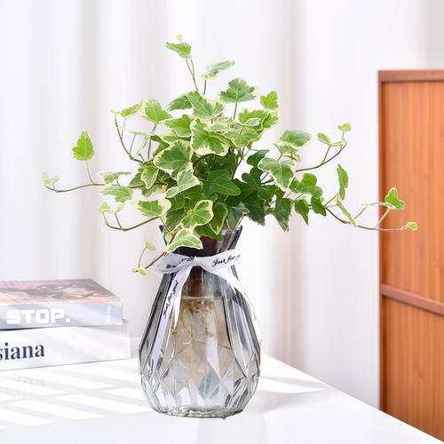 雪莹常春藤水培植物室内绿植