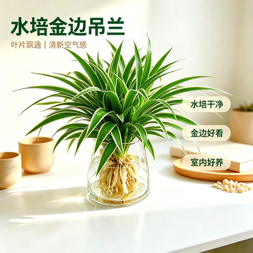 水培植物金边吊兰净化空气室内花