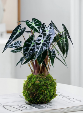 小仙女海芋苔藓球植物办公室内花卉桌面四季好养活喜阴小绿植盆栽