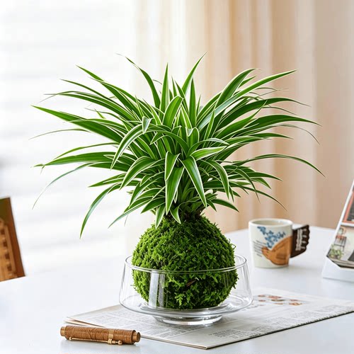 吊兰苔藓球托盘水培植物绿植盆栽