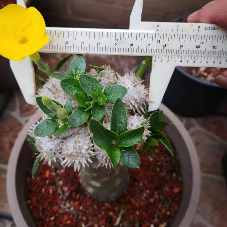 惠比须笑大黑惠比须笑黄花惠比须笑大黑块根绿植多肉植物种子