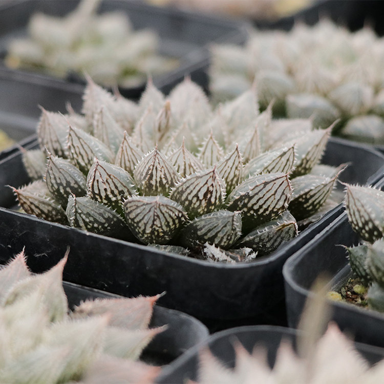 白斑玉露 圆头玉露 小叶楼兰 红岩玉露 白帝城 寿 多肉植物