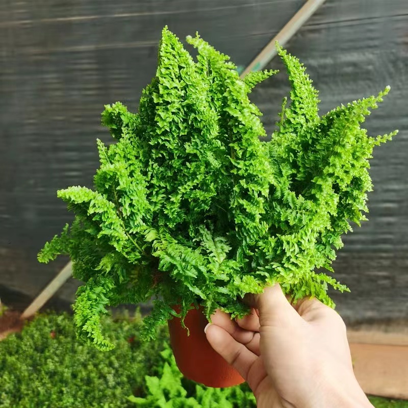 棉花糖蕨蕾丝蕨盆栽玛丽莎蕨网红造景植物ins奶油风蕨类植物挂壁