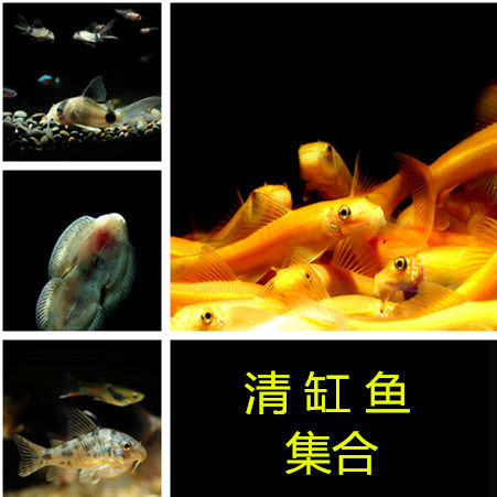 威海乐佳鲜花水族 实体水族店 清缸鱼大全 热带小鱼金苔鼠 清道夫