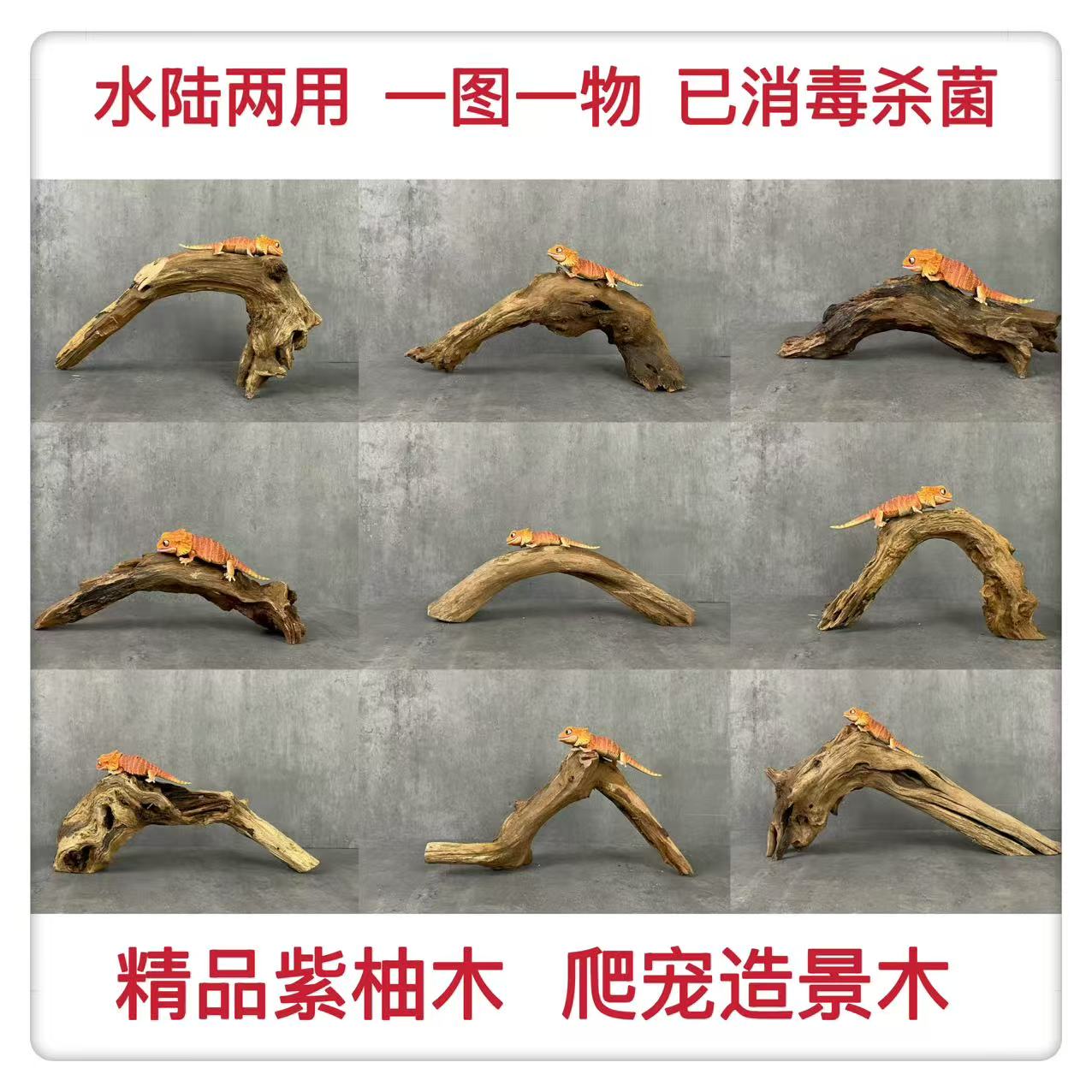 守宫鬃狮蜥天然紫柚木