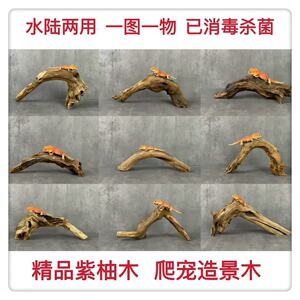 守宫鬃狮蜥天然紫柚木