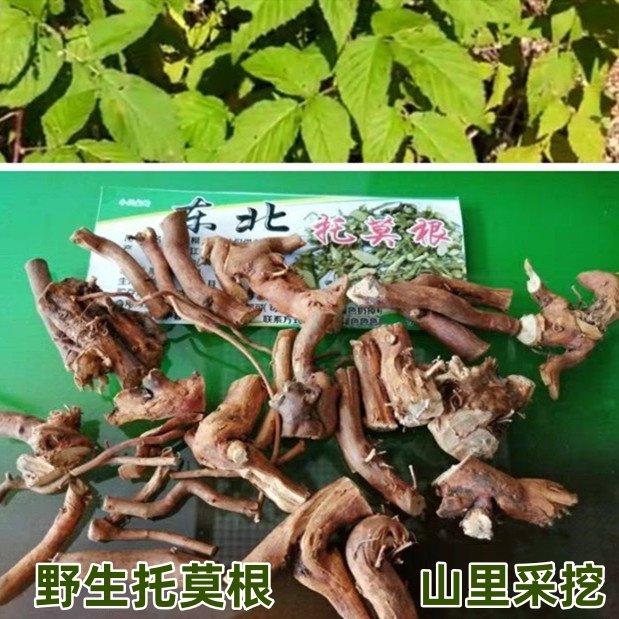 东北野生托莫根 黑龙江特产拖莫根 脱莫根 托摩根250克泡茶可礼盒 - 实物图
