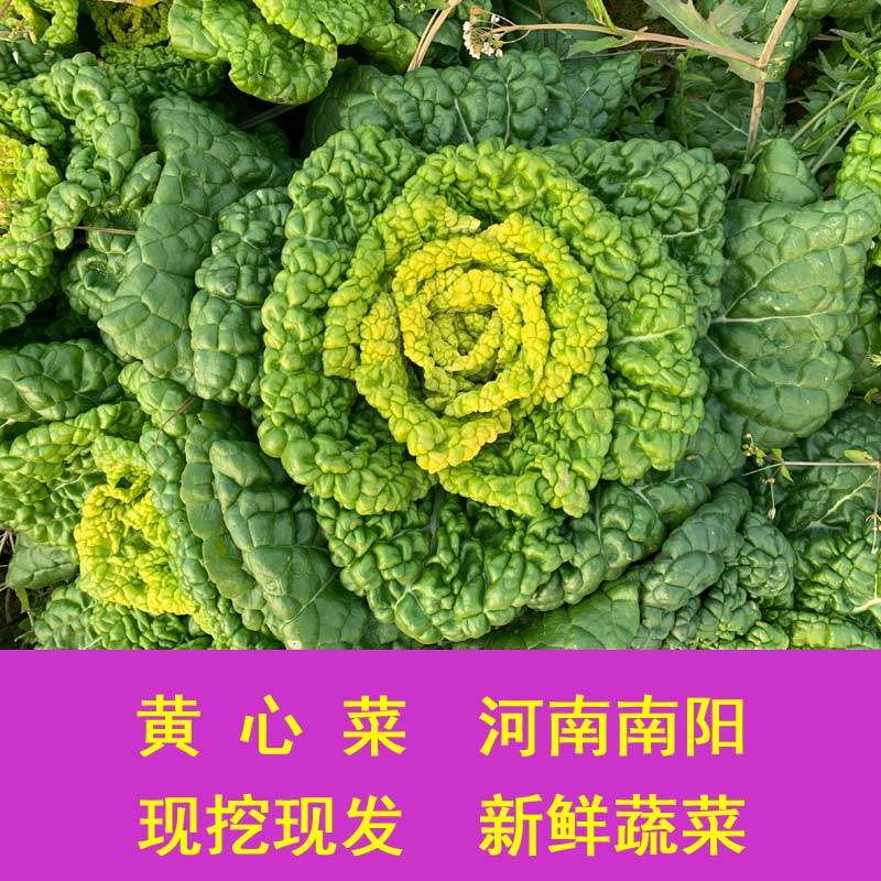 河南本地黄心菜清甜乌塌菜新鲜青菜5斤农村小罗,水产肉类/新鲜蔬果/熟食,叶菜类,淘宝优惠券,粉丝福利购,淘宝优惠卷