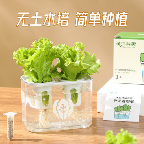 种来种趣生菜水培种植观察