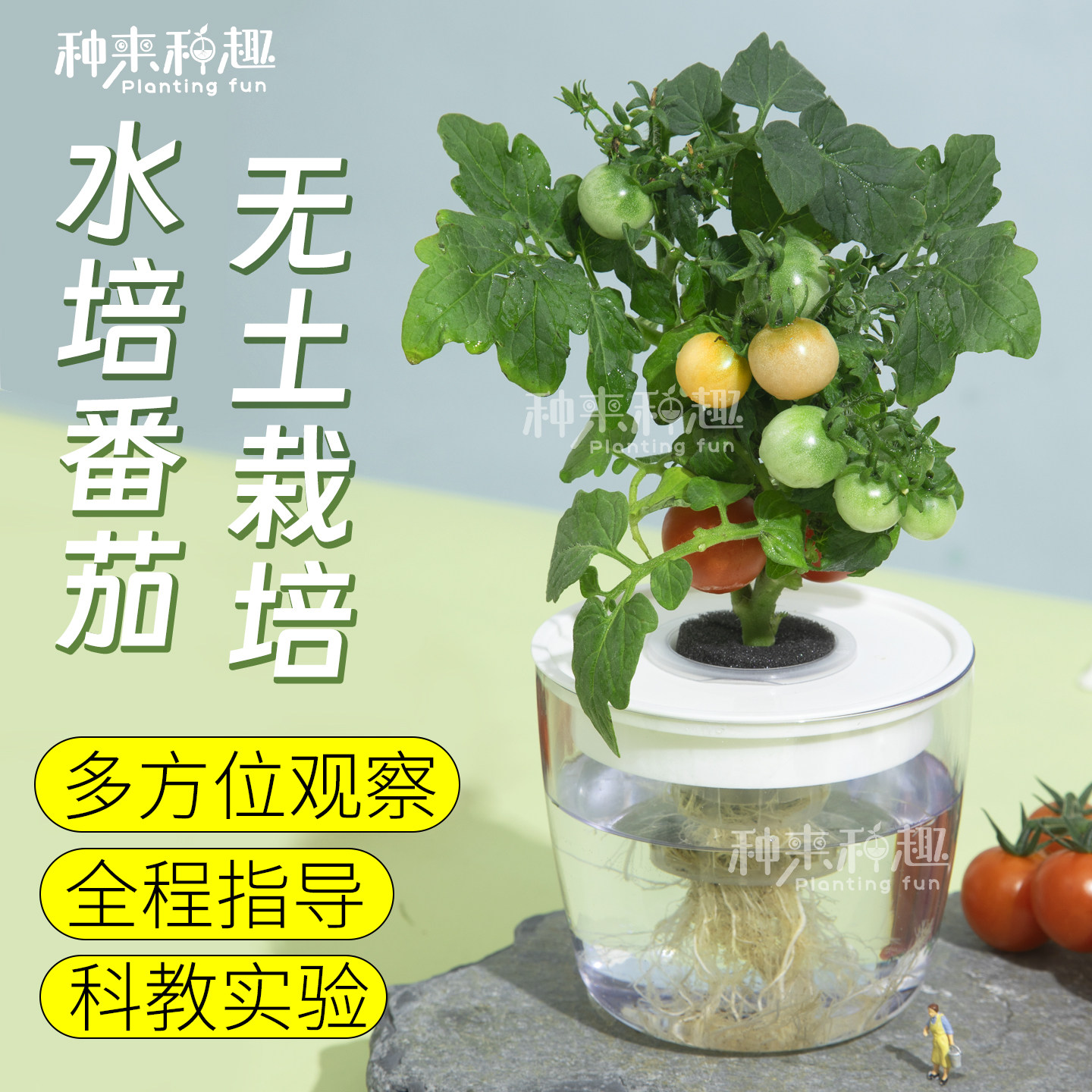 无土栽培水培番茄智能花盆家庭水培蔬菜设备学生观察作业对比实验