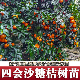 广东四会沙糖桔树苗正宗砂糖橘苗嫁接苗 喷药后无子无核南方植物