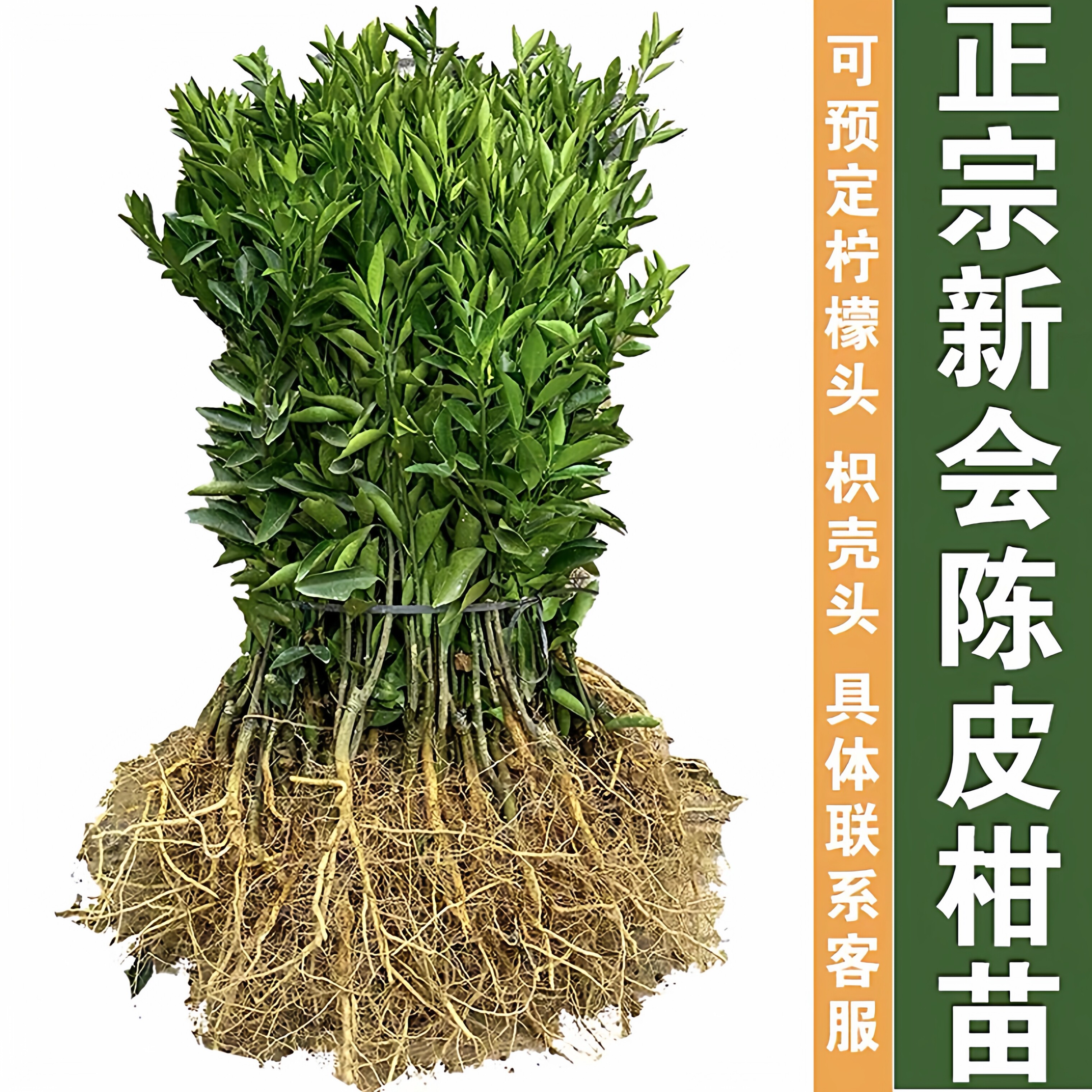 基地直供【新会陈皮柑苗】正宗茶枝柑苗地栽小青柑嫁接苗桔子树苗