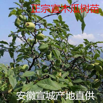 皱皮木瓜苗 天然皱皮木瓜树苗 宣木瓜苗 百益之果 庭院可种植绿植