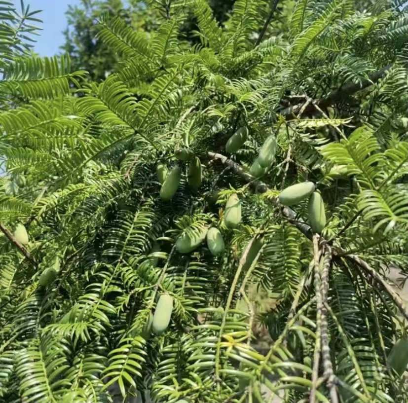 原产地香榧树优质插穗珍珠榧象牙榧贡榧嫁接专用量大送到包邮