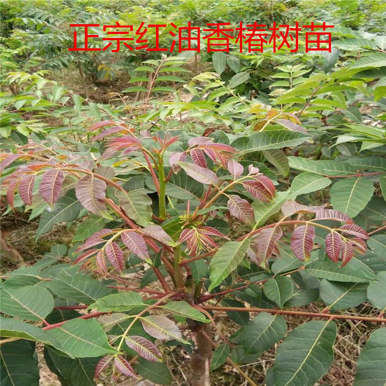 香椿树苖香椿苗红油椿树苗盆栽地