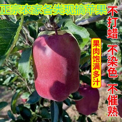 红富士苹果水果新鲜应季丑苹萍平安果圣诞冰糖心花苹果食用农产品,传统滋补营养品,其他药食同源食品,淘宝优惠券,粉丝福利购,淘宝优惠卷