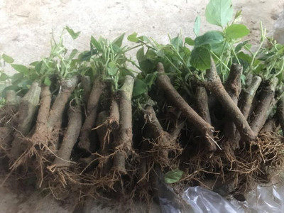 安徽特产农家粉葛苗包邮带芽种子种植黄金葛根苗高产无渣菜葛种苗