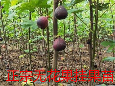 无花果树苗树果苗当年结果盆栽地无花果盆栽