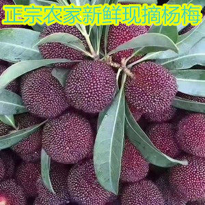 现货杨梅新鲜现摘现发孕妇水果当季整箱荸荠杨梅农家杨食用农产品