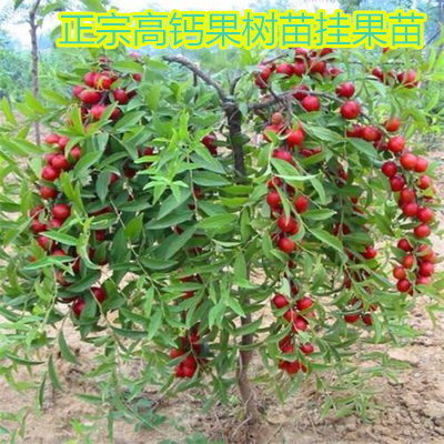 钙果树苗中华农大高钙果树苗欧李苗南方北方地栽盆栽现挖现发包邮
