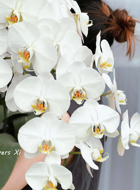 蝴蝶兰大白V3开花株花卉盆栽白色大花带花苞花剑兰花室内客厅绿植