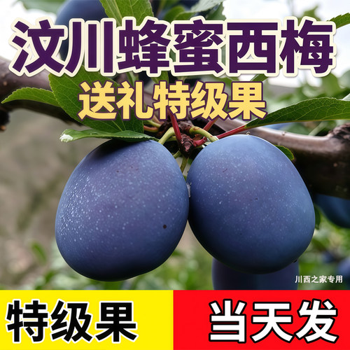 四川阿坝州汶川西梅茂县蓝蜜西梅理县九寨沟四姑娘山特产新鲜现摘