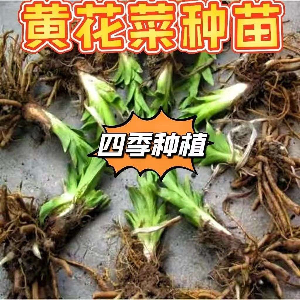 黄花菜根苗食用黄花菜种植苗四季蔬菜苗种植金针菜种苗忘忧草根种