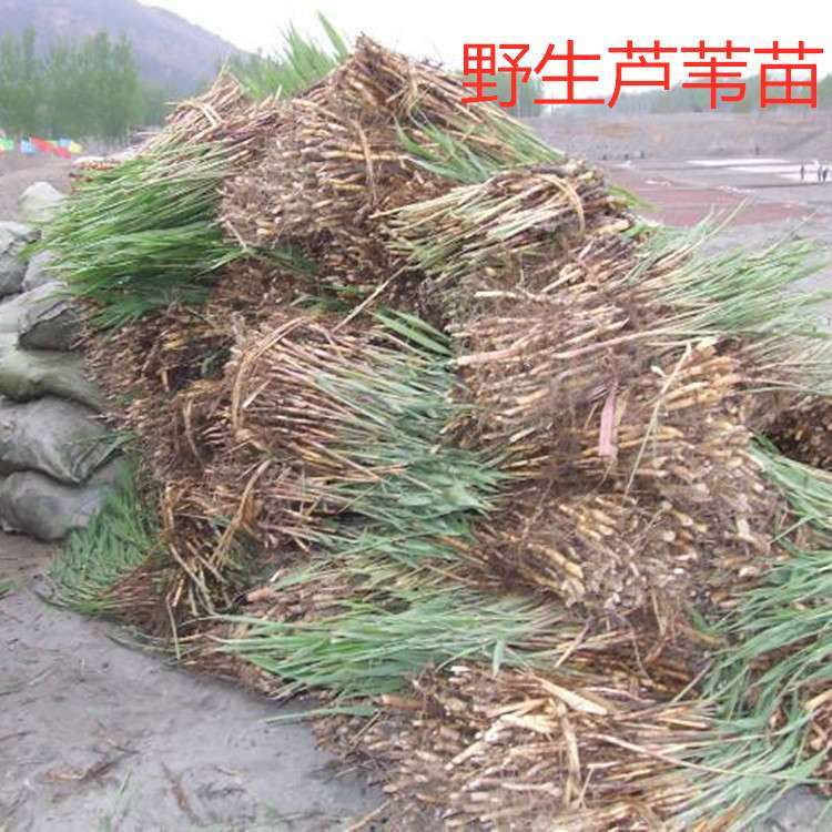 水生植物野生芦苇苗水体湿地绿化庭院净化水质量大优惠