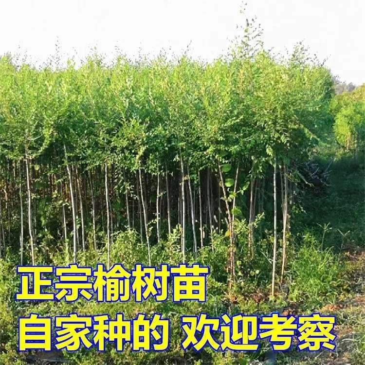 榆树树苗榆钱树苗白榆树苗庭院风景可食用苗道路公园绿化耐寒树苗